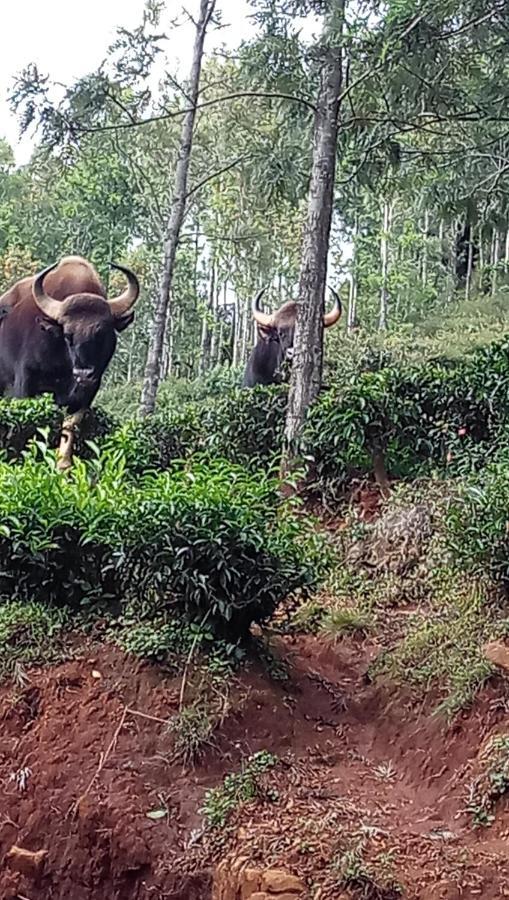 Oak Valley Resorts Kotagiri Luaran gambar